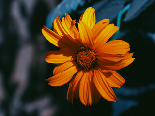 A single mountain arnica flower, close-up. Arnica is also known by the names mountain tobacco, leopard's bane and wolfsbane.