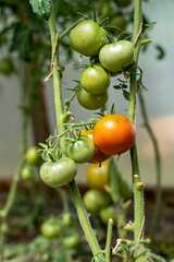 Green young and red tomato plants growing in greenhouse, organic agriculture, farm, harvest, horticulture
