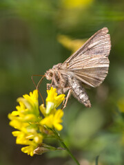 silver y moth flying to yellow flower macro green background 