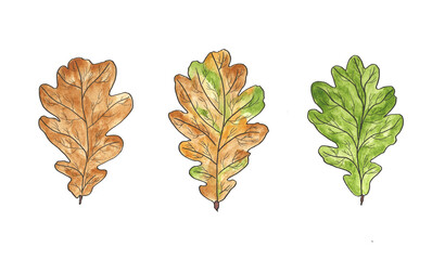 Oak leaves set. Green and brown autumn fallen leaves isolated on white background. Watercolor hand drawn botanical illustration. Nature elements for design