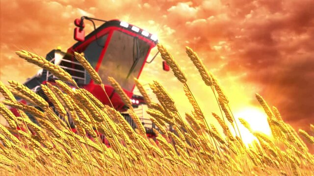 farm harvester on wheat spikelets field at sunrise