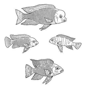 Aquarium with cichlids from the Malawi lake for coloring. Colorful african fish template. Coloring book for children and adults.	