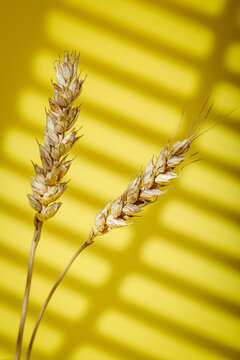 ears of wheat on yellow background, vertical image