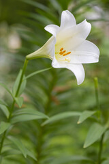 Fototapeta na wymiar Lily flower