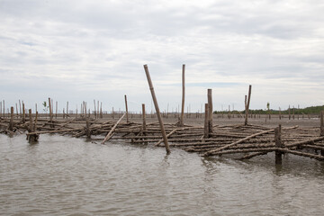 Landscape of deforested mangrove forest on low tide beach 