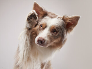 the dog waving paw. Happy Border Collie on a beige background in studio 