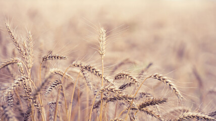 Fototapeta premium field with yellow ripe ears of wheat on a summer day, selective focus