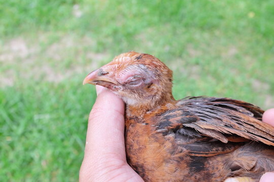 Hand holding a sick blind chicken infected with infectious coryza infection on swelling eyes.	