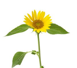 blooming yellow sunflower with green leaves isolated on white background