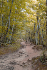 Yellow autumn forest full of trees