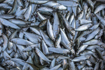 Fresh sardines on a fishing boat