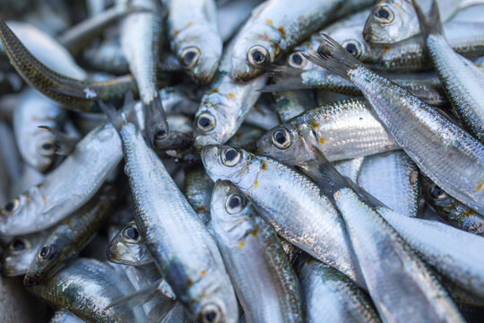 Fresh sardines on a fishing boat
