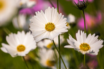 Cosmos Flowers in the garden