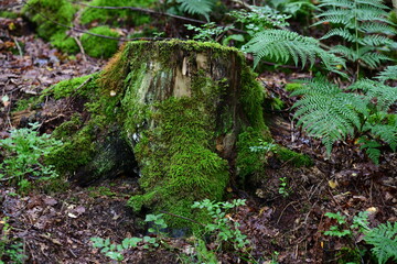 Fototapeta premium moss on the tree