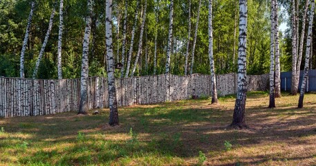 Obraz premium Birch trees and birch fence
