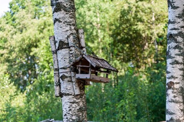 Bird feeder for birds and birch sticks