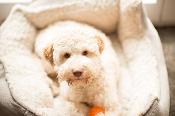 Lotta Lagottina Lagotto Romagnolo