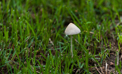 The toadstool mushroom grows among the grass