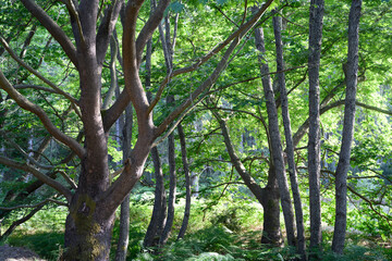 Fototapeta premium Photo of a forested area reminiscent of a fairytale forest
