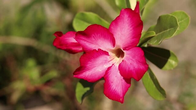 Mandevilla flower blowing in the wind