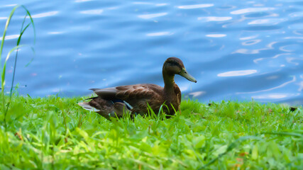 A mallard duck sitting in a bright green grass with blue water surface on background