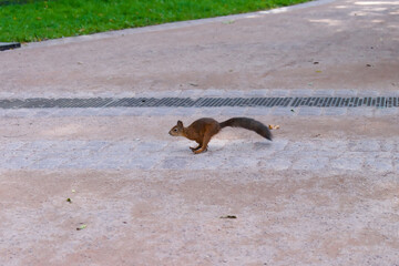 A red squirrel runs along the road in the park