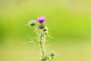 Thistle flower - Cirsium isolated on green bagground in summer and spring (tidsel)