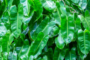 Green leaves. Flat lay.