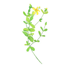 St Johns wort plant isolated on white background. Watercolor hand drawn illustration. Hypericum perforatum. Yellow flowers on branch.