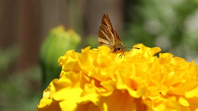 The small skipper (Thymelicus sylvestris). Small orange butterfly feeding on the flower of Mexican marigold (Tagetes erecta) in Estonian garden