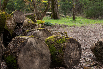 Stumps in the forest