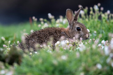 Rabbit among the blooms on Smoker island
