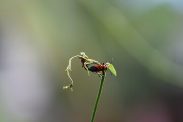 Little aphids are sucking juice on the vine 