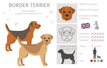 Border terrier clipart. Different coat colors and poses set