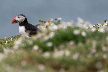 Atlantic puffin among flowers on Skomer island
