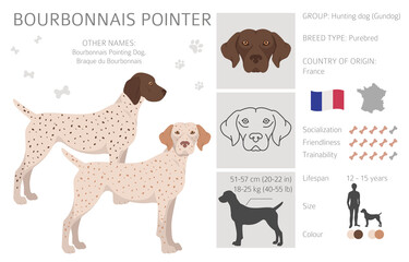 Bourbonnais pointer clipart. Different coat colors and poses set
