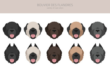 Bouvier des Flandres clipart. Different coat colors and poses set