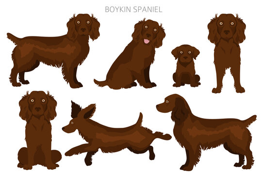 Boykin spaniel clipart. Different coat colors and poses set