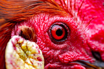 The head of a red rooster. Comb, beak, and eye close up. A very detailed portrait of the animal is made on a macro lens.