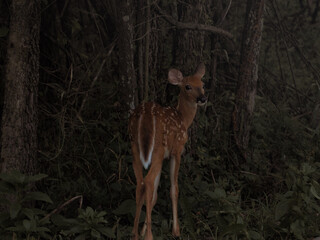 Young scared deer in a dark dense forest
