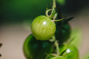 Growing fresh green raw tomatoes in the garden