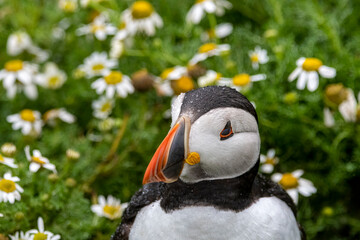 Puffin on Skomer against backdrop of daisies