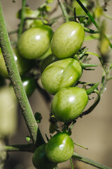 Growing fresh green raw tomatoes in the garden