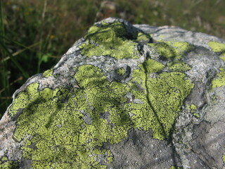 Obraz premium lichen, jaune sur un rocher dans les Alpes (près d'Annecy)