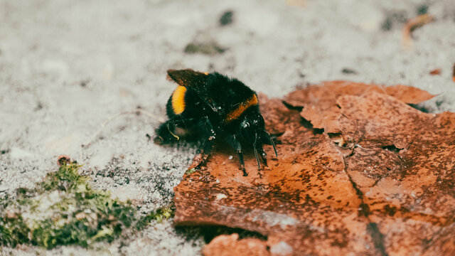 Fluffy bumblebee on a dry leaf