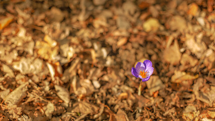 One purple crocus flower among the yellow autumn leaves view from above. 