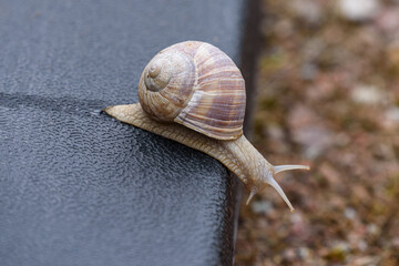 Close up view of a brown snail on the edge of an object.