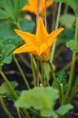 Organic raw Zucchini flower