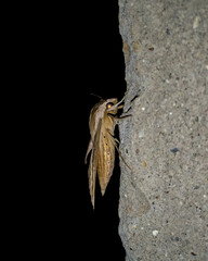 Brown-banded hunter hawkmoth⁣
- Theretra silhetensis