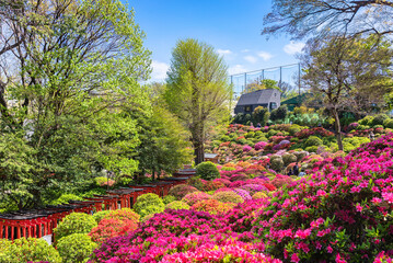 Overview of the colorful garden dedicated to the topiary art of rhododendron flowers in the Shintoist Nezu shrine during the azalea festival or tsutsuji matsuri.